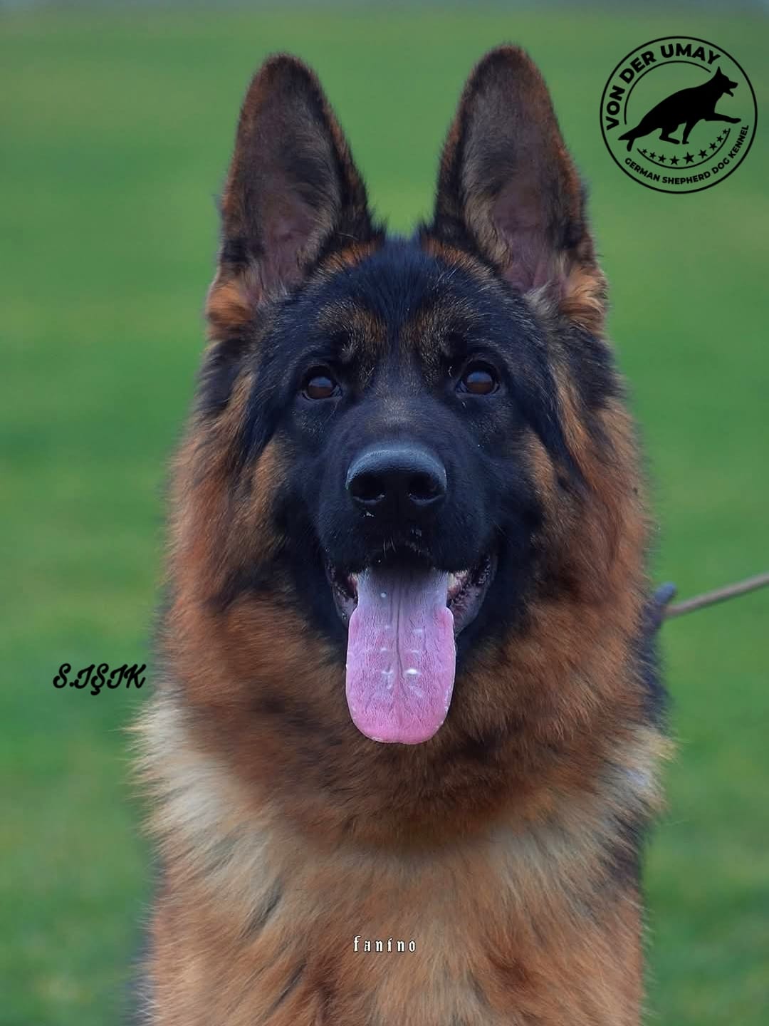 LUNA ALEBOMA PRİME