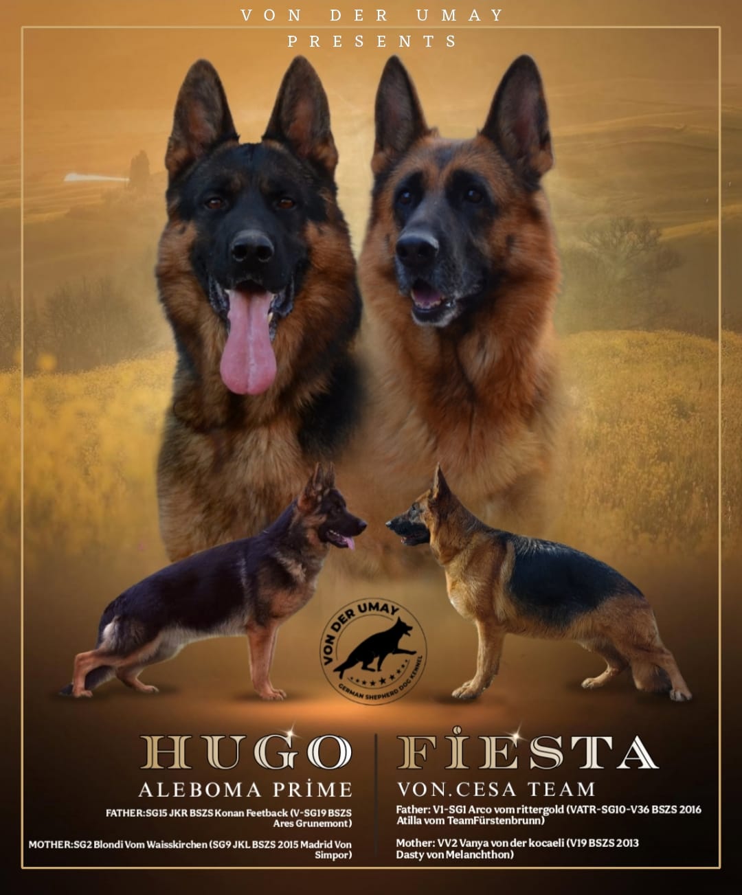 HUGO | FİESTA 